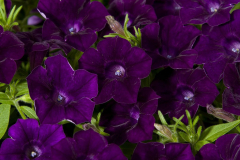 PETUNIA-BLANKET-MIDNIGHT-VELVET-1
