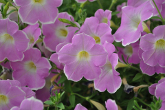 PETUNIA-BLANKET-PINK-FROST-1