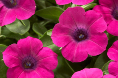 PETUNIA-BLANKET-PURPLE-