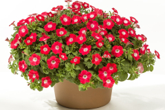 PETUNIA-BLANKET-RED-6660