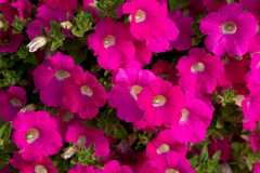 PETUNIA-BLANKET-ROSE-1