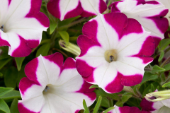 PETUNIA-BLANKET-ROSE-STAR-130