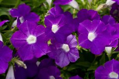 PETUNIA-BLANKET-VIOLET-2.1