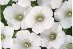 PETUNIA-BLANKET-WHITE-