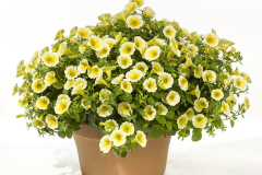 PETUNIA-BLANKET-YELLOW-05
