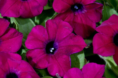 PETUNIA-BLANKET-ZINFANDEL-1