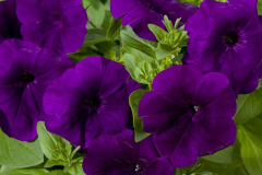 PETUNIA-GOOD-PLENTY-BLUE1-1-1