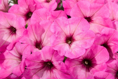 PETUNIA-GOOD-PLENTY-FLAMINGO-018-1