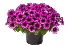 PETUNIA-GOOD-PLENTY-GRAPE-ICE-071-1