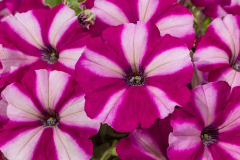 PETUNIA-GOOD-PLENTY-PINK-STAR-125-1-1