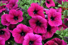 PETUNIA-GOOD-PLENTY-PURPLE-4-1-1