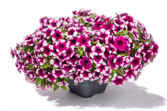 PETUNIA-GOOD-PLENTY-PURPLE-SPLASH-009-1