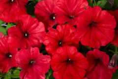 PETUNIA-GOOD-PLENTY-RED-2018-1-1