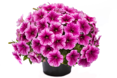 PETUNIA-GOOD-PLENTY-STRAWBERRY-FLASH-068-1