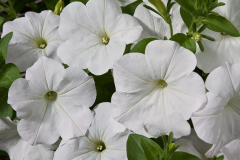 PETUNIA-GOOD-PLENTY-WHITE-1