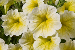 PETUNIA-GOOD-PLENTY-YELLOW-1