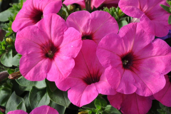 PETUNIA-GP-ROSE-03-21-2-1