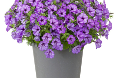 PETUNIA-GnP-BLUE-DENIM-389-1