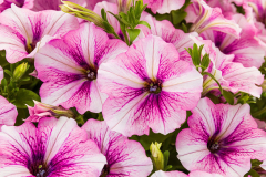 PETUNIA-GnP-PINK-FLASH-41921-260
