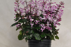 PLECTRANTHUS-LION-PINK-1-1