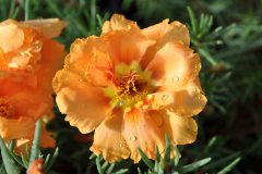 PORTULACA-24-7-ORANGE-8
