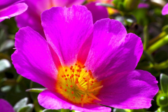 PURSLANE-HOT-SHOT-FUCHSIA-060-2