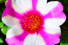 PURSLANE-HOT-SHOT-RED-WHITE-20220826-1