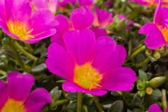 PURSLANE-HOT-SHOT-ROSE-061-1