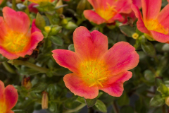 PURSLANE-HOT-SHOT-TANGERINE-GLOW-054-1