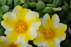 PURSLANE-HOT-SHOT-YEL-WHT-05-21-2