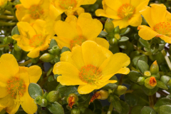 PURSLANE-HOT-SHOT-YELLOW-035