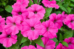 Petunia-Blanket-Flamingo-1