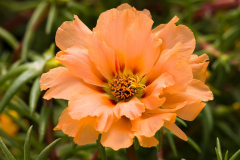 Portulaca-24-7-Peach-1