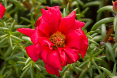 Portulaca-24-7-Red-2