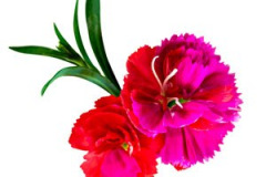 Potpourri-Flower-Stem
