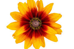 Rudbeckia-Chestnut-Gold