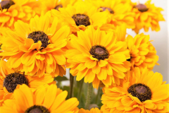 Rudbeckia-DAKOTA-DBL-GOLD-5-20-4
