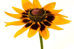 Rudbeckia-Dakota-Flame-347-1