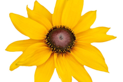 Rudbeckia-Dakota-Gold-1