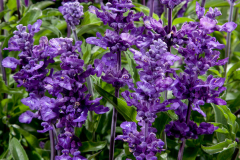 SALVIA-CATHEDRAL-PURPLE-1-1