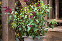 SALVIA-FASHION-BURGUNDY-4-1