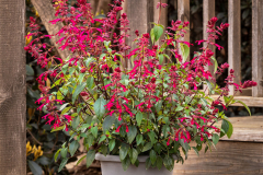 SALVIA-FASHION-ROSE-8