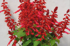 SALVIA-GRANDSTAND-CANDY-APPLE-3