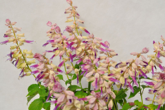 SALVIA-GRANDSTAND-LIPSTICK-LAV-1-1