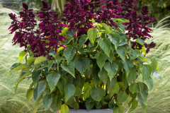SALVIA-GRANDSTAND-PURPLE-1