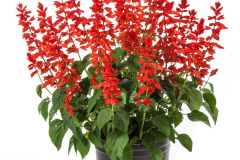 SALVIA-GRANDSTAND-RED-267-1