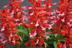 SALVIA-GRANDSTAND-RED-LIPSTICK-PINK-0017-1