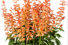 SALVIA-GRANDSTAND-SALMON-REV-1