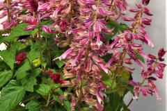 SALVIA-GRANDSTAND-STRWBRY-BICOLOR-3
