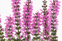 SALVIA-SWIFTY-ROSE-23.1